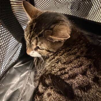 Logan -  Domestic Short Hair Cat for Adoption in Philadelphia, Pennsylvania - Logan | PetCurious