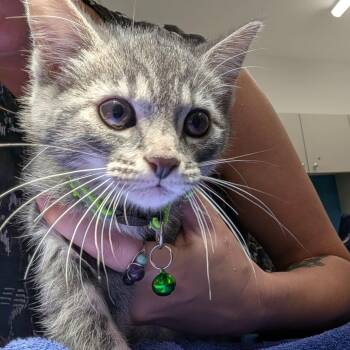 Misty -  Domestic Short Hair Cat Available for Adoption in Winston-salem, North Carolina - Misty | PetCurious