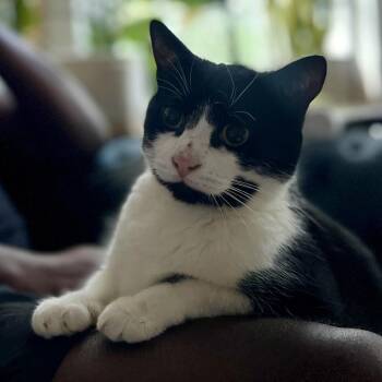 Luly -  Domestic Short Hair Cat for Adoption in Westhampton, New York - Luly | PetCurious