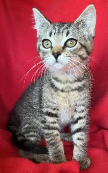 Willow -  Bengal and Tabby Cat for Adoption in Hood River, Oregon - Willow | PetCurious