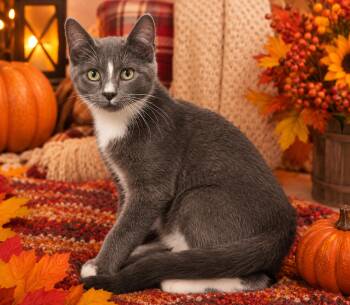 Alistair -  Domestic Short Hair Cat for Adoption in Seven Valleys, Pennsylvania - Alistair | PetCurious