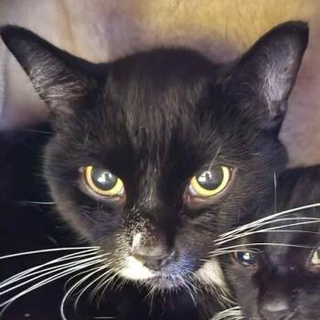 Junior -  Domestic Short Hair Cat for Adoption in Winthrop, Maine - Junior | PetCurious