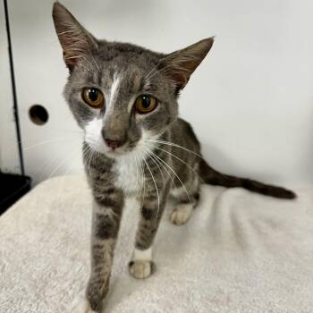 Yosemite Sam -  Domestic Short Hair Cat for Adoption in Warrensburg, Missouri - Yosemite Sam | PetCurious