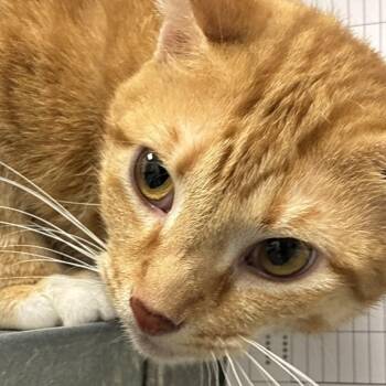 Rizzy -  Domestic Short Hair Cat for Adoption in Philadelphia, Pennsylvania - Rizzy | PetCurious