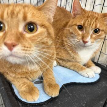 Domestic Short Hair Cats Available for Adoption - Cheddar | PetCurious