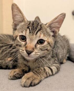 Jessie -  Domestic Short Hair Cat for Adoption in Oviedo, Florida - Jessie | PetCurious