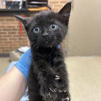 Domestic Short Hair Cats Available for Adoption in Birmingham, Alabama - Vino | PetCurious