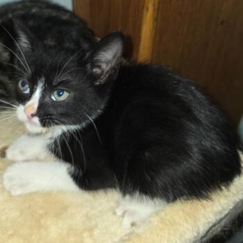 Merci -  Domestic Short Hair Cat for Adoption in Bedford, New Hampshire - Merci | PetCurious