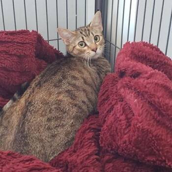 Domestic Short Hair Cats Available for Adoption - Kisses (26-1224) | PetCurious