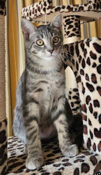 Aldo -  Domestic Short Hair Cat for Adoption in Evans City, Pennsylvania - Aldo | PetCurious