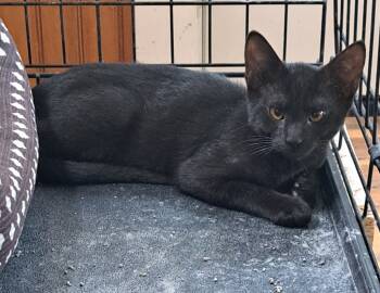 Rescue Domestic Short Hair Cats for Adoption in Plattsburgh, New York - Ethan | PetCurious