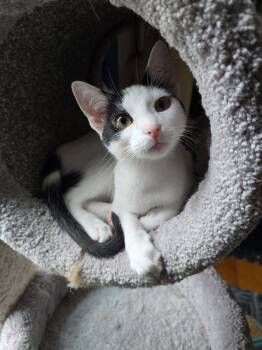 Linen -  Domestic Short Hair Cat for Adoption in Hammond, Indiana - Linen | PetCurious