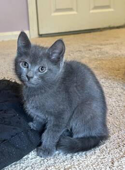 Domestic Short Hair Cats Available for Adoption in Andover, Connecticut - Clyde | PetCurious