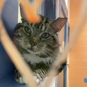 Benito -  Domestic Short Hair Cat for Adoption in Pittsburgh, Pennsylvania - Benito | PetCurious