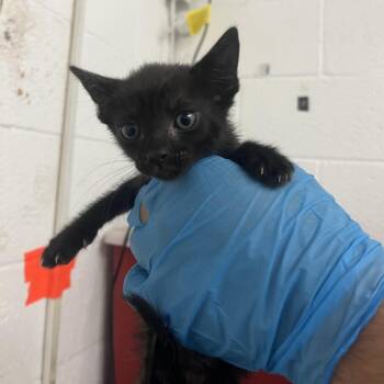 Binx(Greenie Weenie -  Domestic Short Hair Cat for Adoption in Edinburg, Texas - Binx(Greenie Weenie | PetCurious