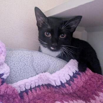 Domestic Short Hair Cats Available for Adoption in Providence, Rhode Island - Chichi | PetCurious