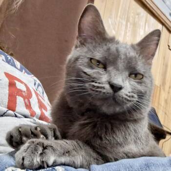 Domestic Short Hair Cats Available for Adoption in Pocatello, Idaho - Smokey | PetCurious