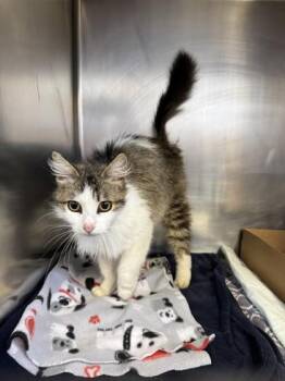 Oatmeal -  Domestic Medium Hair and Domestic Short Hair Cat for Adoption in Roseville, California - Oatmeal | PetCurious