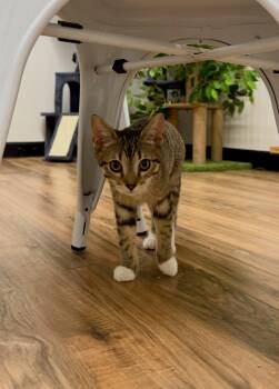 Huckleberry -  Domestic Short Hair Cat for Adoption in Wayland, Michigan - Huckleberry | PetCurious
