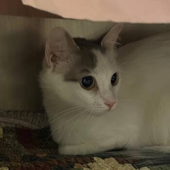Fergie - Sweet Girl -  Domestic Short Hair Cat for Adoption in Flagstaff, Arizona - Fergie - Sweet Girl | PetCurious