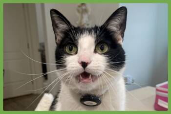 Vanilla Bean -  Domestic Short Hair Cat for Adoption in Amherst, Massachusetts - Vanilla Bean | PetCurious