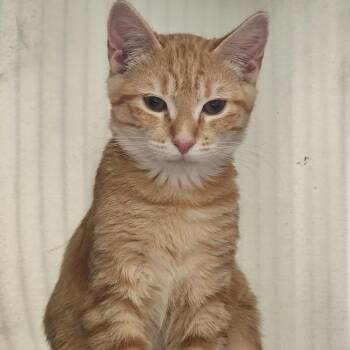 Domestic Short Hair Cats Available for Adoption - 03/02/2026-Stray-MilgenRoad"Turkey" | PetCurious
