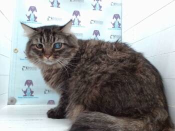 Rescue Domestic Medium Hair Cats for Adoption in Orlando, Florida - HAYMITCH | PetCurious