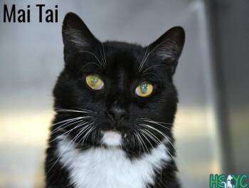 Domestic Short Hair Cats Available for Adoption in Fort Mill, South Carolina - Mai Tai | PetCurious