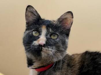 Poptart -  Domestic Short Hair Cat for Adoption in Portland, Oregon - Poptart | PetCurious