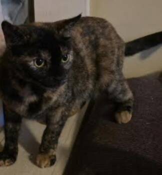 Domestic Short Hair Cats Available for Adoption - Stevi | PetCurious