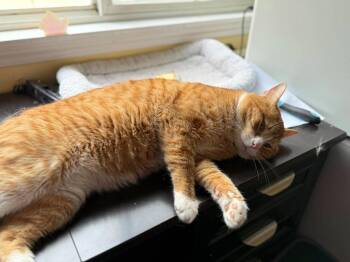 Domestic Short Hair Cats Available for Adoption - Colby | PetCurious