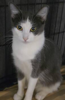 Rescue Domestic Short Hair Cats for Adoption in Fort Erie, Ontario - Judy | PetCurious