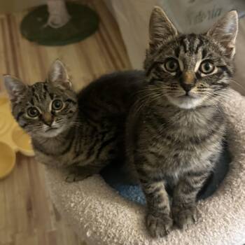 Holly & Jolly (Bonded Pair) -  Domestic Short Hair Cat for Adoption in Syracuse, New York - Holly & Jolly (Bonded Pair) | PetCurious