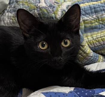 Loretta -  Domestic Short Hair Cat for Adoption in Nashville, Tennessee - Loretta | PetCurious