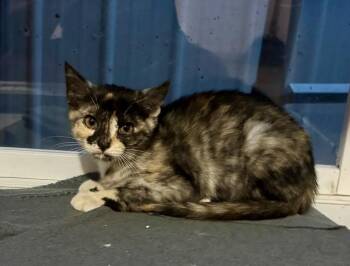 Ember -  Domestic Short Hair Cat for Adoption in Gillette, Wyoming - Ember | PetCurious