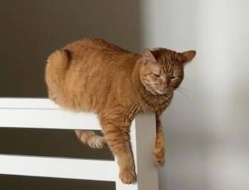 Rescue Domestic Short Hair Cats for Adoption in Novato, California - Nala | PetCurious