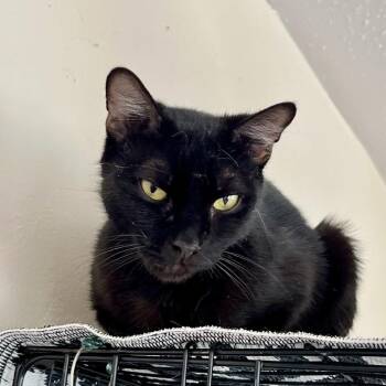 Melany -  Domestic Short Hair Cat for Adoption in Wantagh, New York - Melany | PetCurious