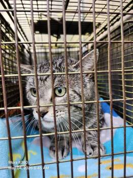 Domestic Medium Hair Cats Available for Adoption in San Antonio, Texas - MUFASA | PetCurious