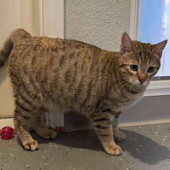 Karat -  Domestic Short Hair Cat for Adoption in Lincoln, California - Karat | PetCurious