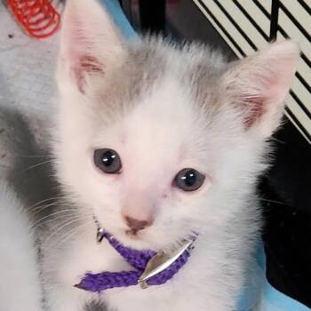 Prince -  Domestic Short Hair Cat for Adoption in Baker City, Oregon - Prince | PetCurious