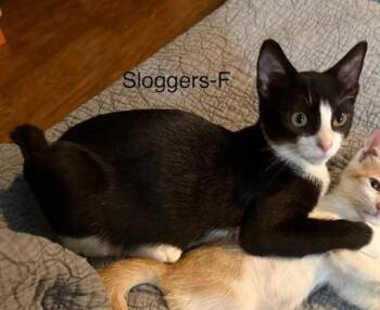 Sloggers -  Domestic Short Hair Cat for Adoption in Lunenburg, Massachusetts - Sloggers | PetCurious