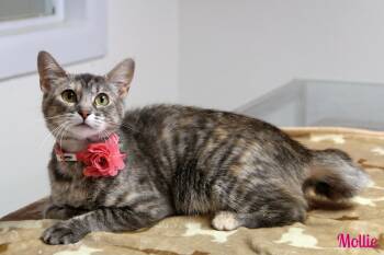 Mollie -  Domestic Short Hair Cat for Adoption in Vinton, Iowa - Mollie | PetCurious