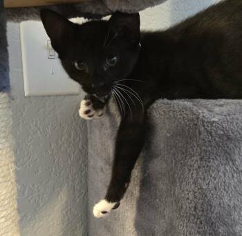 Kinder -  Domestic Short Hair Cat for Adoption in Sedalia, Colorado - Kinder | PetCurious