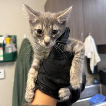 Tostitos -  Domestic Short Hair Cat for Adoption in Great Falls, Montana - Tostitos | PetCurious