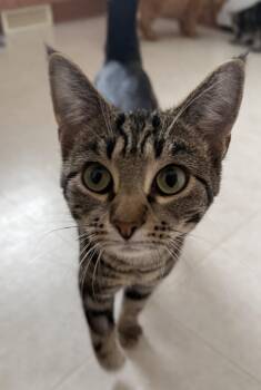 Rescue Domestic Short Hair and Tabby Cats for Adoption in Meadow Lake, Saskatchewan - Coraline | PetCurious
