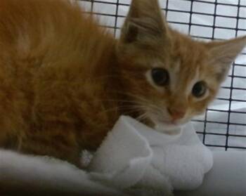 Domestic Short Hair Cats Available for Adoption in Doral, Florida - KENNY | PetCurious