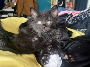 Dwight -  Domestic Medium Hair Cat for Adoption in Cleveland, Ohio - Dwight | PetCurious