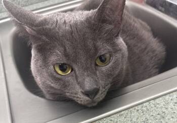 Stella H ***CL -  Domestic Short Hair Cat for Adoption in Kansas City, Missouri - Stella H ***CL | PetCurious