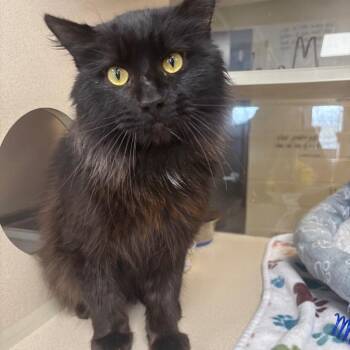 Manchester -  Domestic Long Hair Cat for Adoption in Marshalltown, Iowa - Manchester | PetCurious