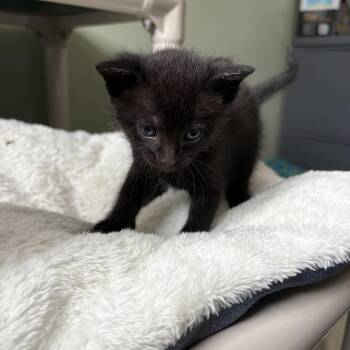 Ciabatta -  Domestic Short Hair Cat for Adoption in Geneseo, Illinois - Ciabatta | PetCurious